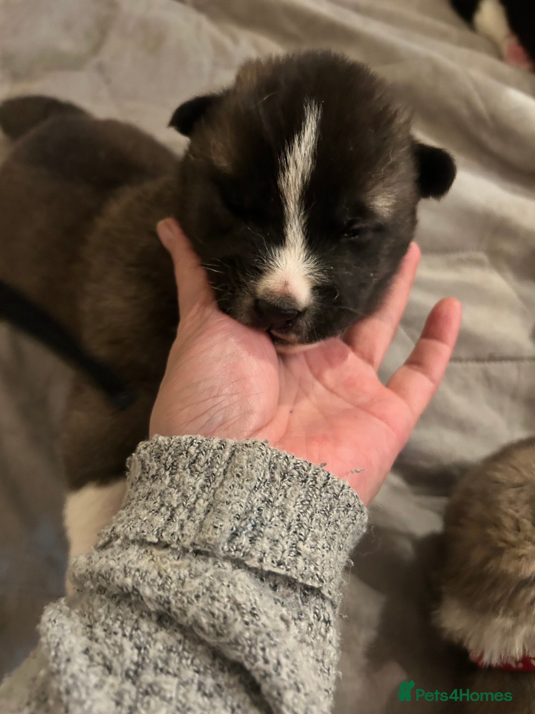 Akita dogs for sale: Akita Puppies for Sale - Advert 18