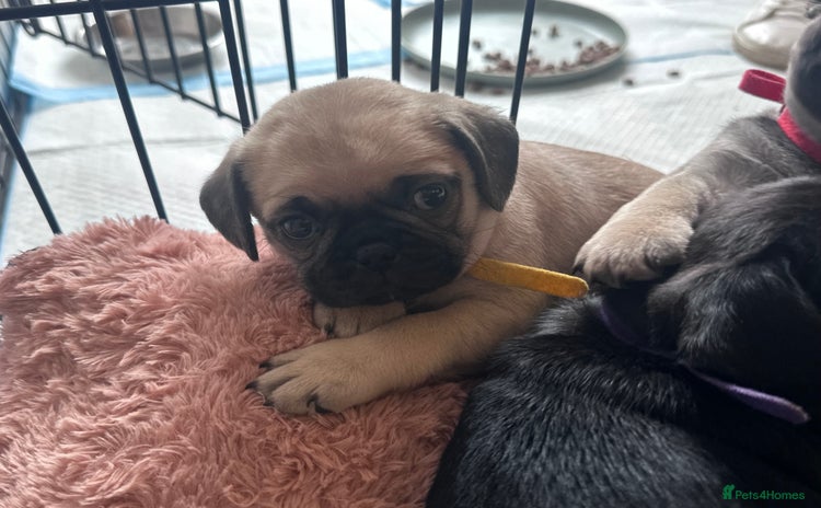 Pug dogs - Advert 1