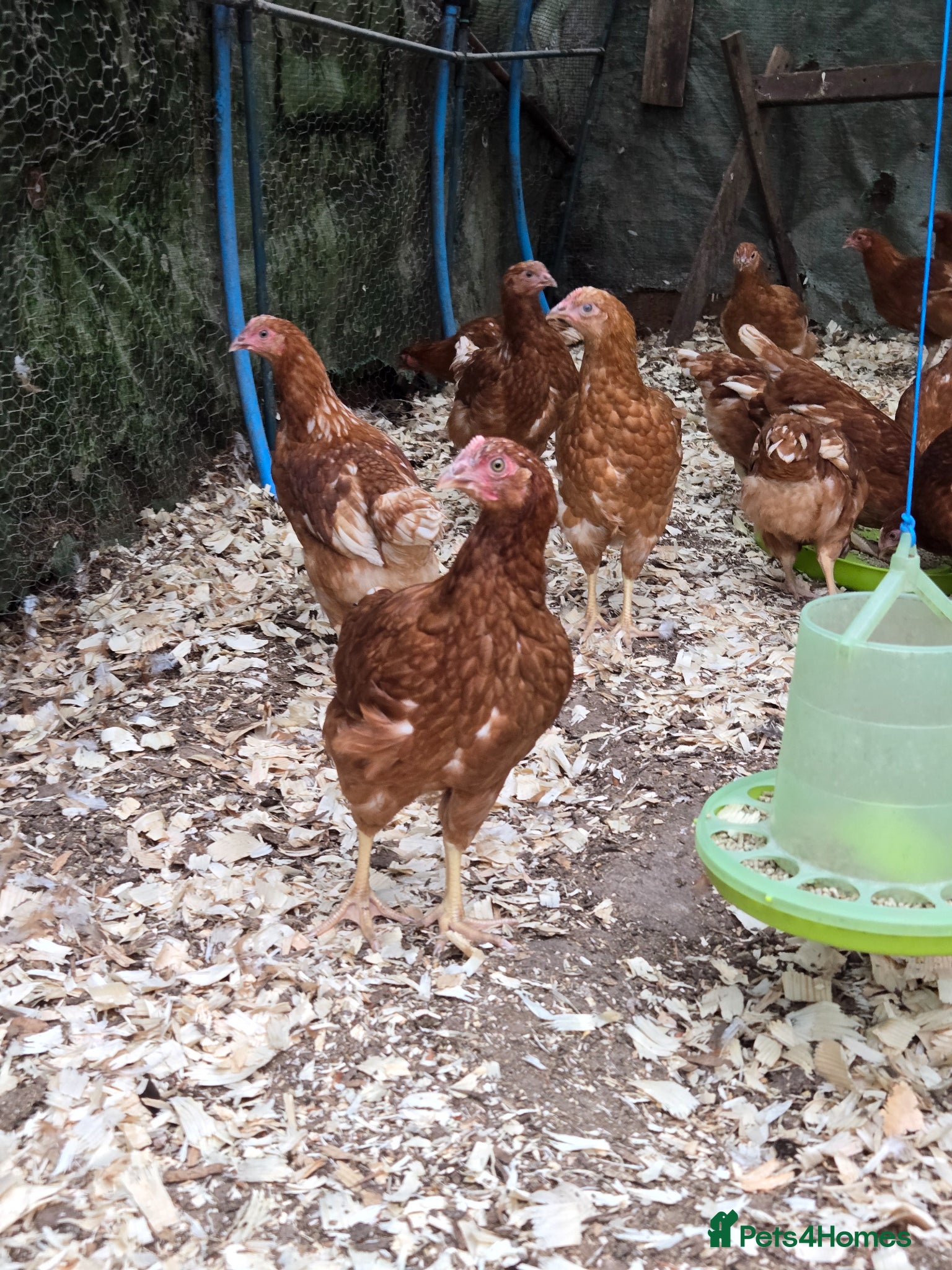Chickens poultry Bovan Brown chickens  - Advert 22