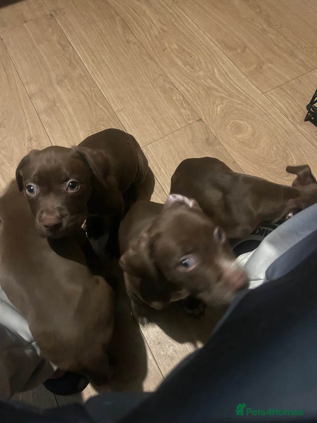 American Bully dogs for sale: Lil blessings  - Advert 2