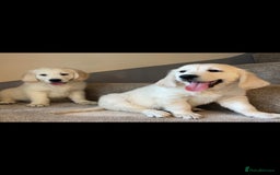 Golden Retriever dogs for sale: White Golden Retriever  - Image 10