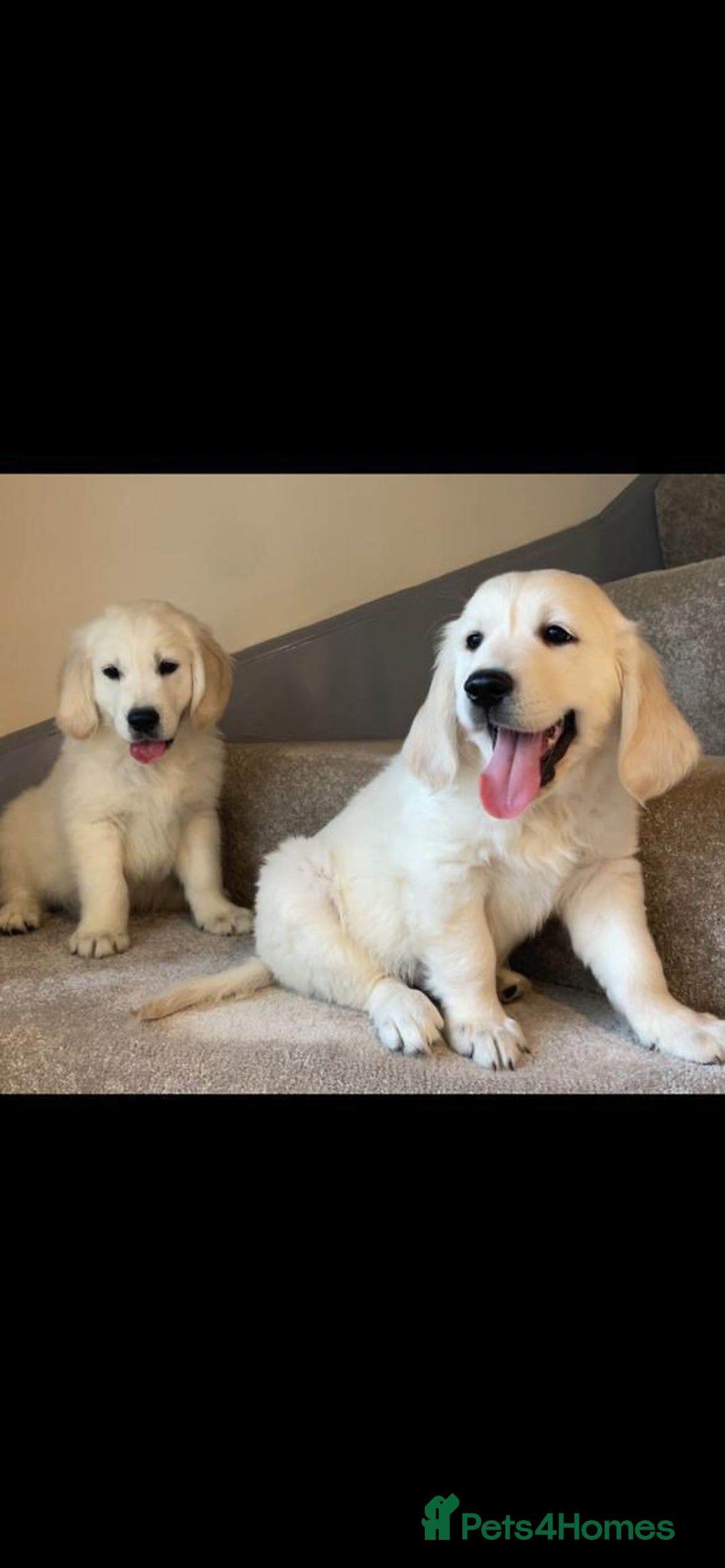 Golden Retriever dogs for sale: White Golden Retriever  - Image 10
