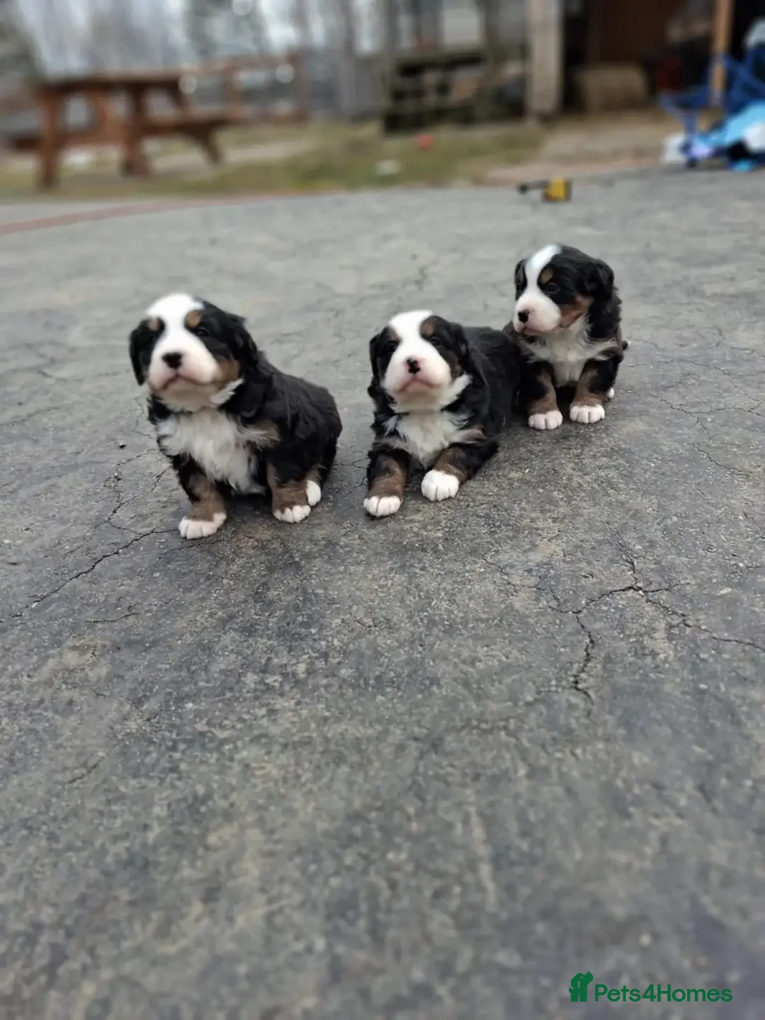 Bernese Mountain Dog dogs for sale:  pure Bernese mountain dog in Liverpool - Advert 1