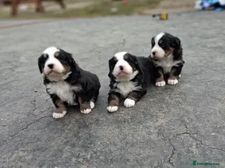 Bernese Mountain Dog dogs pure Bernese mountain dog - Advert 17