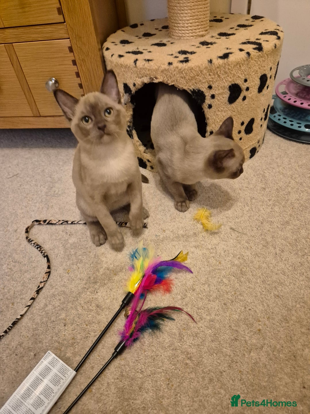 Burmese cats for sale: Pedigree Burmese Kittens - Advert 20