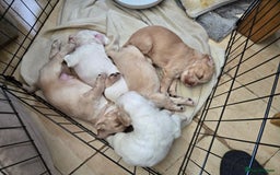 Cocker Spaniel dogs for sale: Cocker spaniels - Image 4