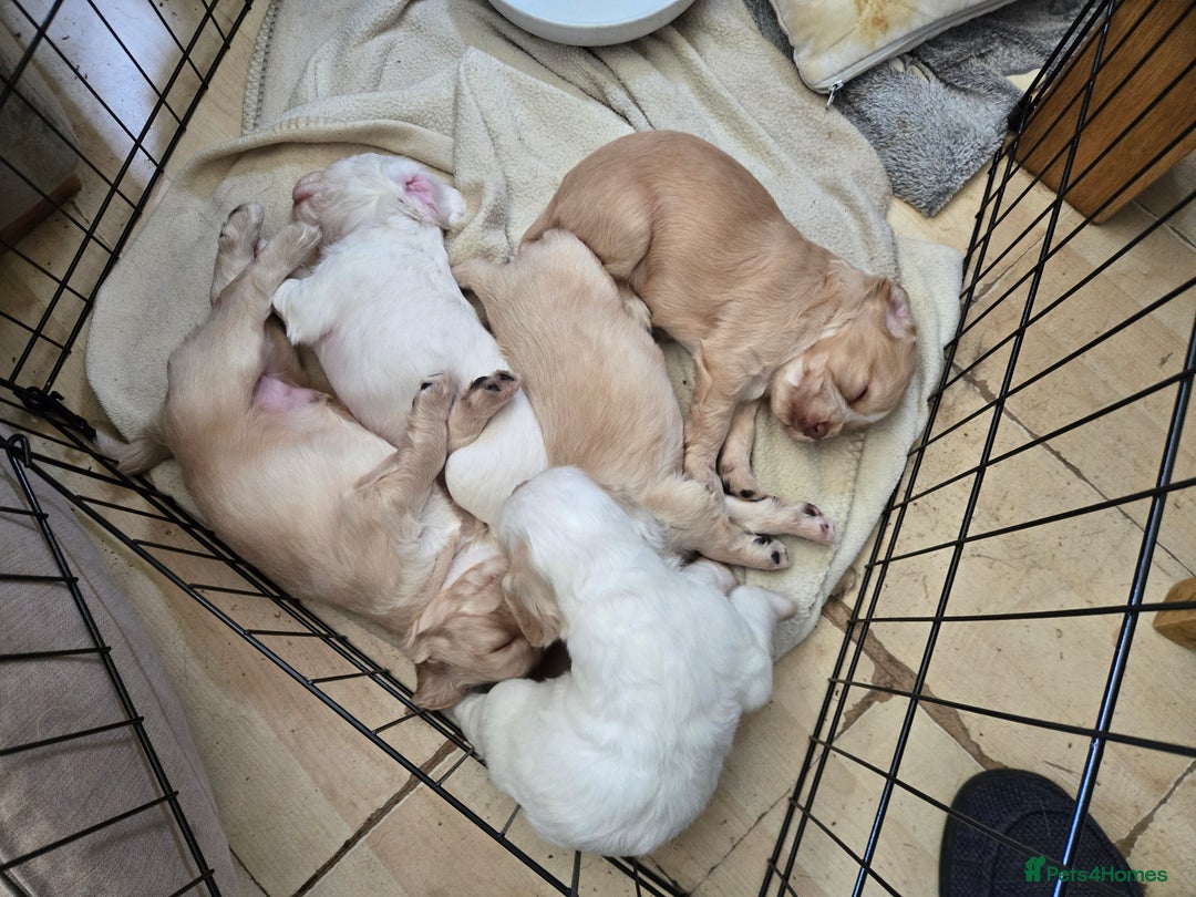 Cocker Spaniel dogs for sale: Cocker spaniels - Image 4