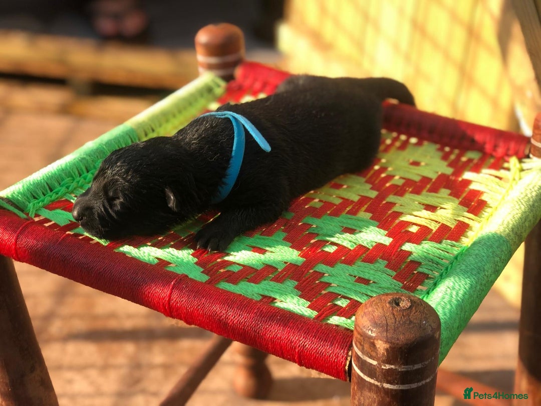 German Shepherd dogs for sale: KC Registered German Shepards Puppies  - Image 3