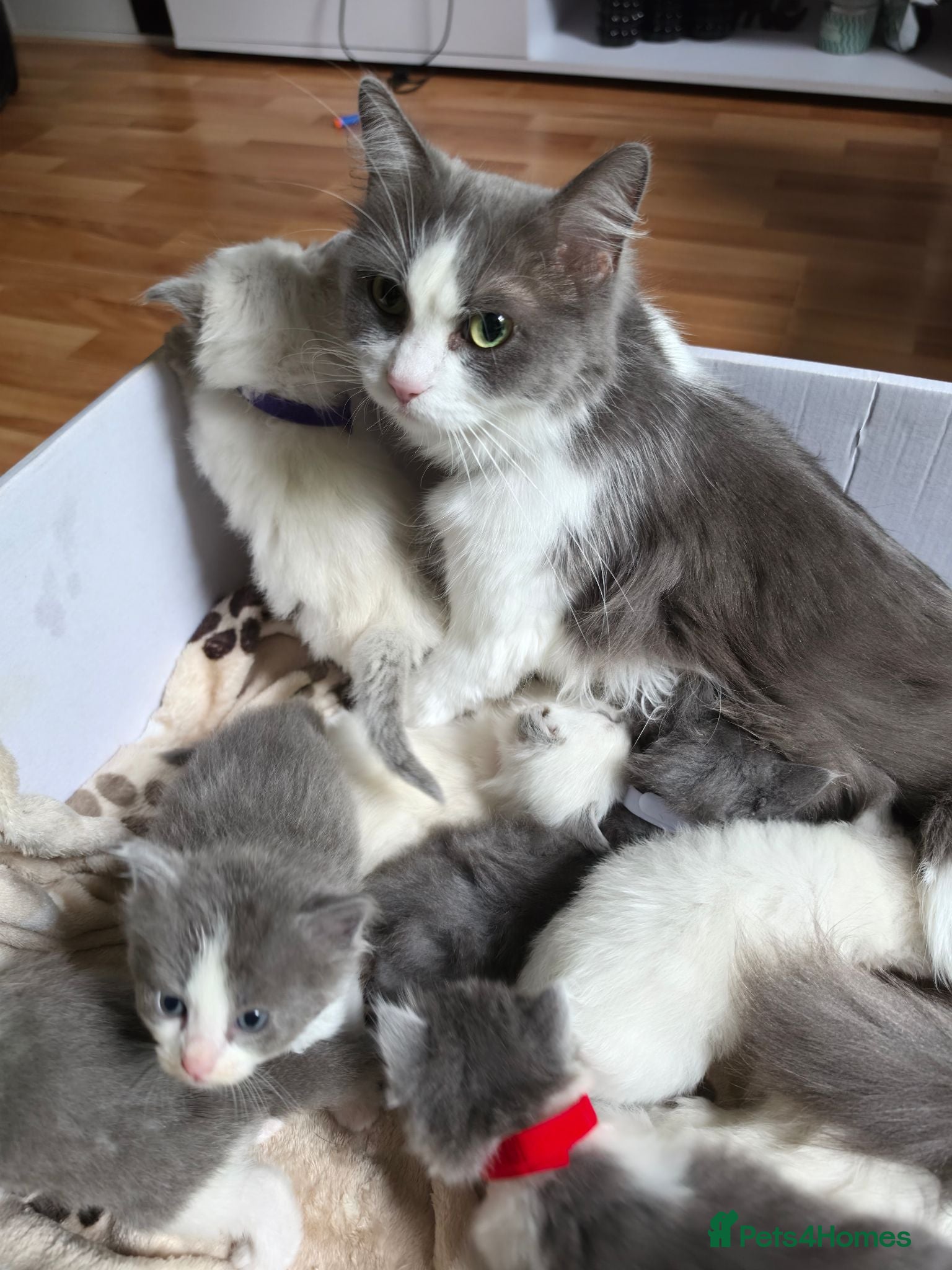 Mixed Breed cats Ragdoll x - Advert 2