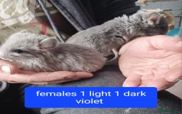 Chinchilla rodents for sale: Rpa& bdc carriers ready now   - Image 3