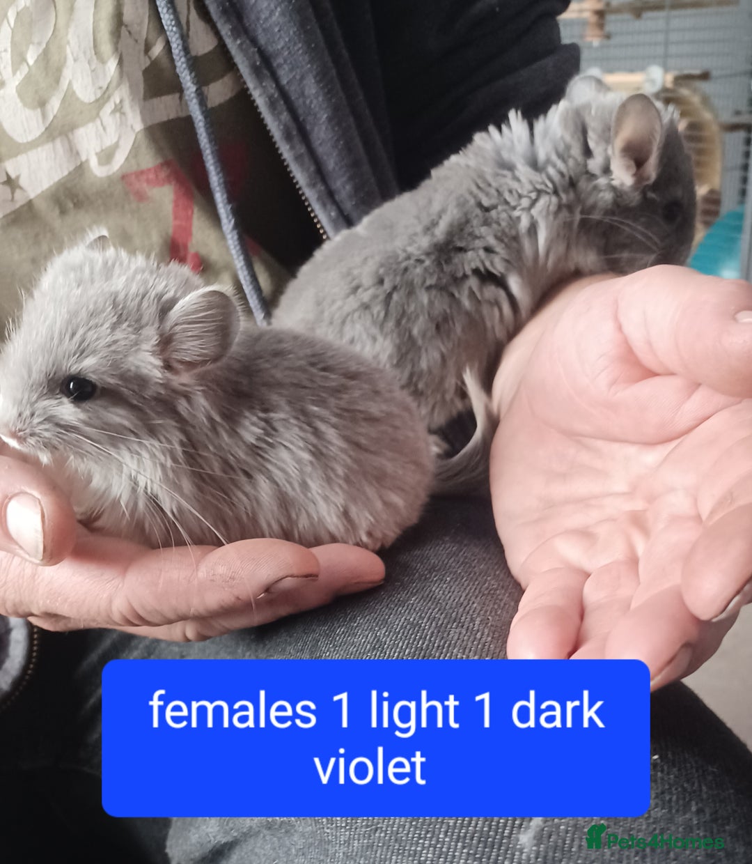 Chinchilla rodents for sale: Rpa& bdc carriers ready now   - Image 3