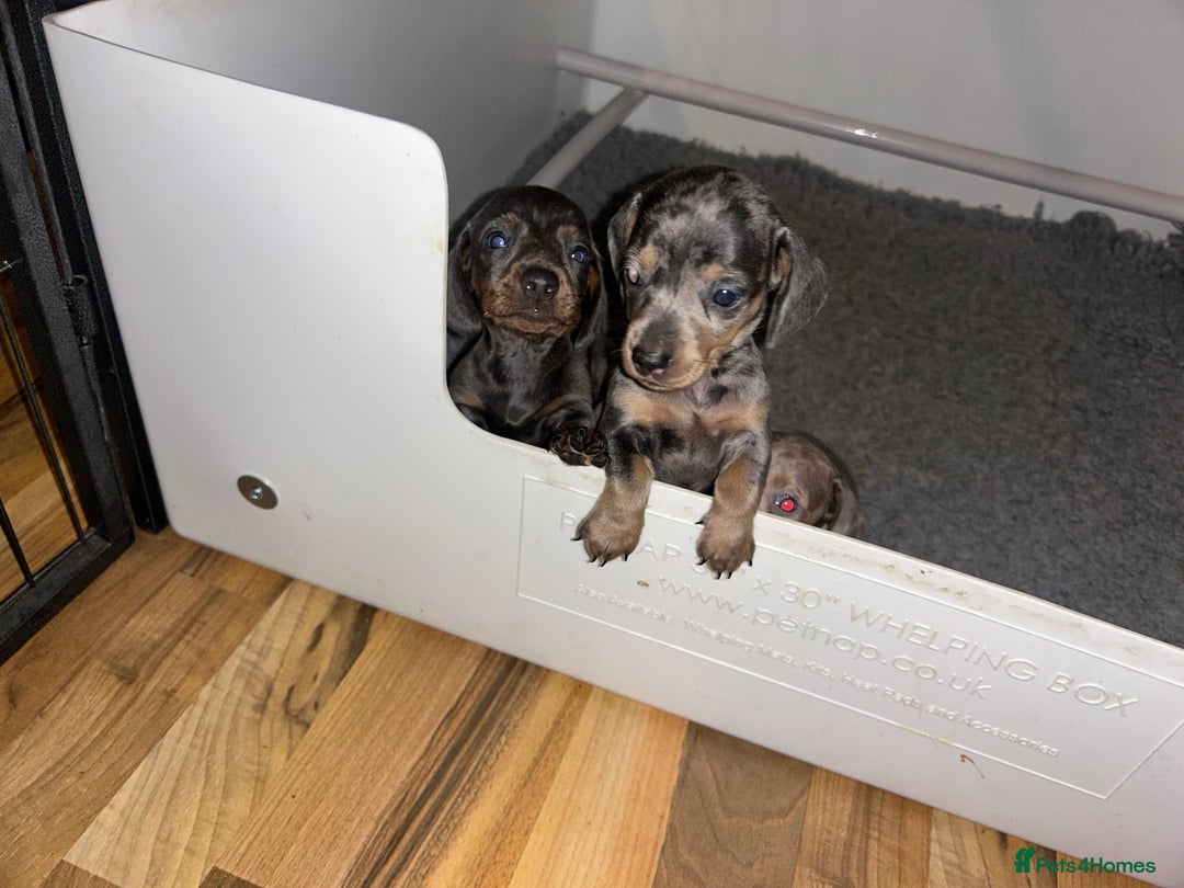 Dachshund dogs for sale: KC miniature dachshunds  in Middlesbrough - Image 17