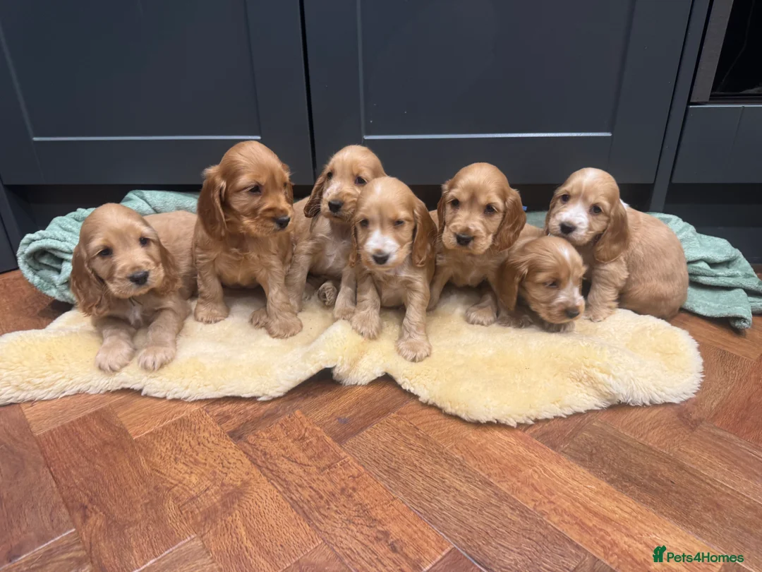 Cocker Spaniel dogs for sale: Gorgeous golden Show Cocker spaniel Litter  - Advert 2