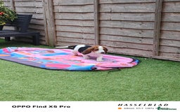 Basset Hound dogs for sale: Bassett Hound Puppies for Sale - Image 12
