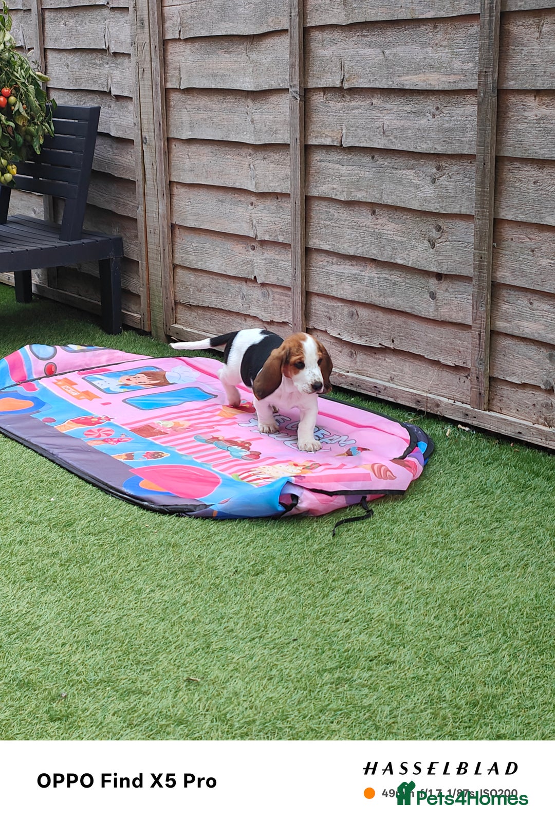 Basset Hound dogs for sale: Bassett Hound Puppies for Sale - Image 12