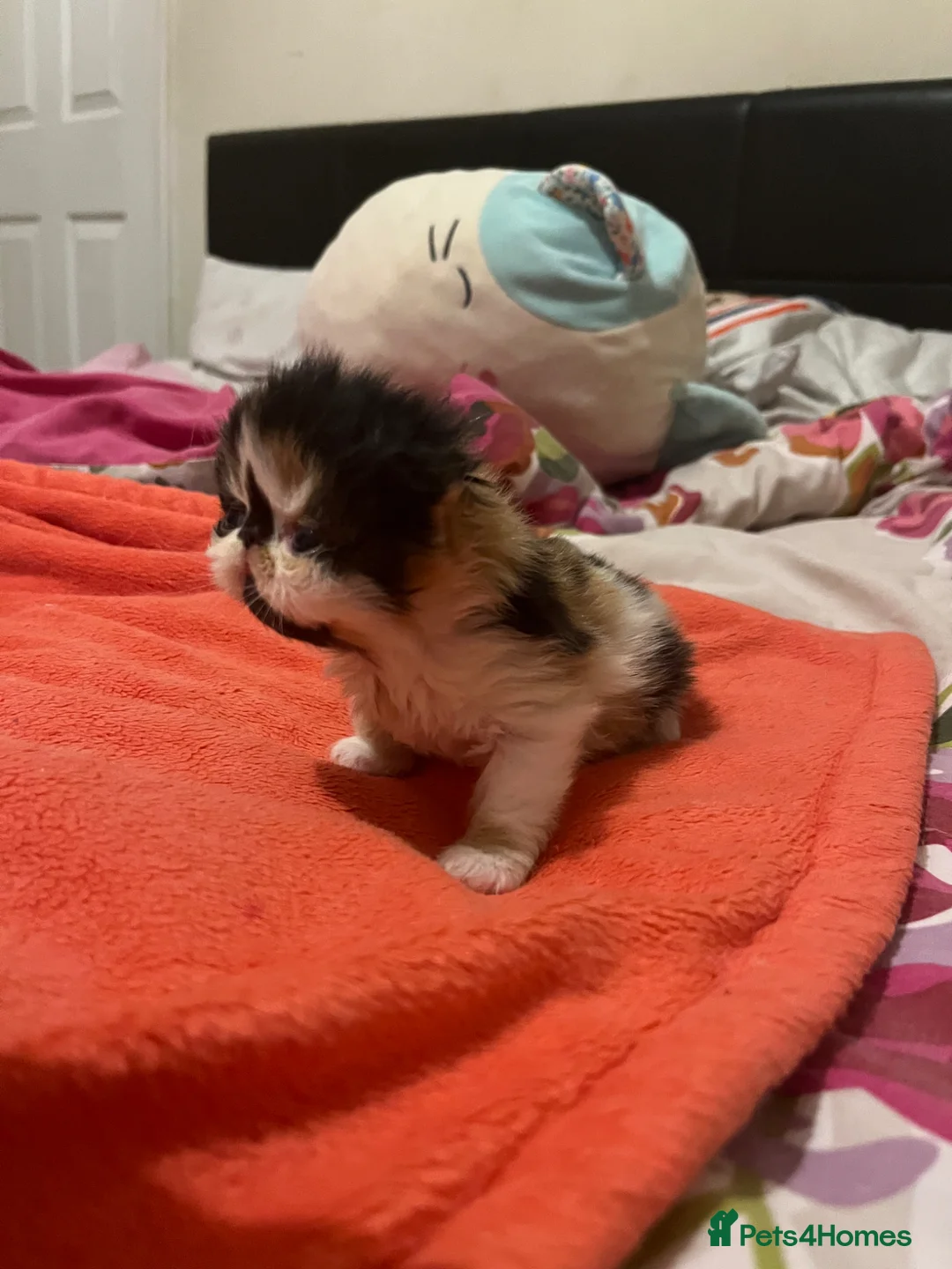 Persian cats for sale: Beautiful high quality Persian and Exotic kittens  - Advert 13