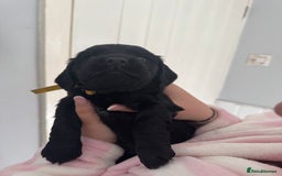 Cocker Spaniel dogs for sale: Working cocker spaniel 1 girls left  - Image 12