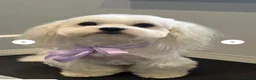 Maltese dogs for sale: 🐾❤️Beautiful Maltese Puppies For Sale❤️🐶 - Advert 4