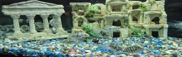 Cichlids fish for sale: Polar blue parrots in Aylesbury - Advert 7