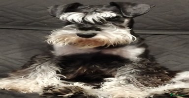Miniature Schnauzer dogs - Advert 11