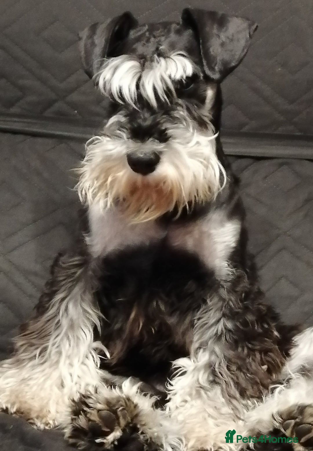 Miniature Schnauzer dogs for sale: Beautiful KC Miniature Schnauzer Puppies  - Image 2