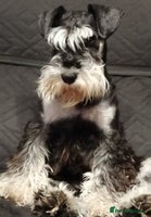 Miniature Schnauzer dogs - Advert 3