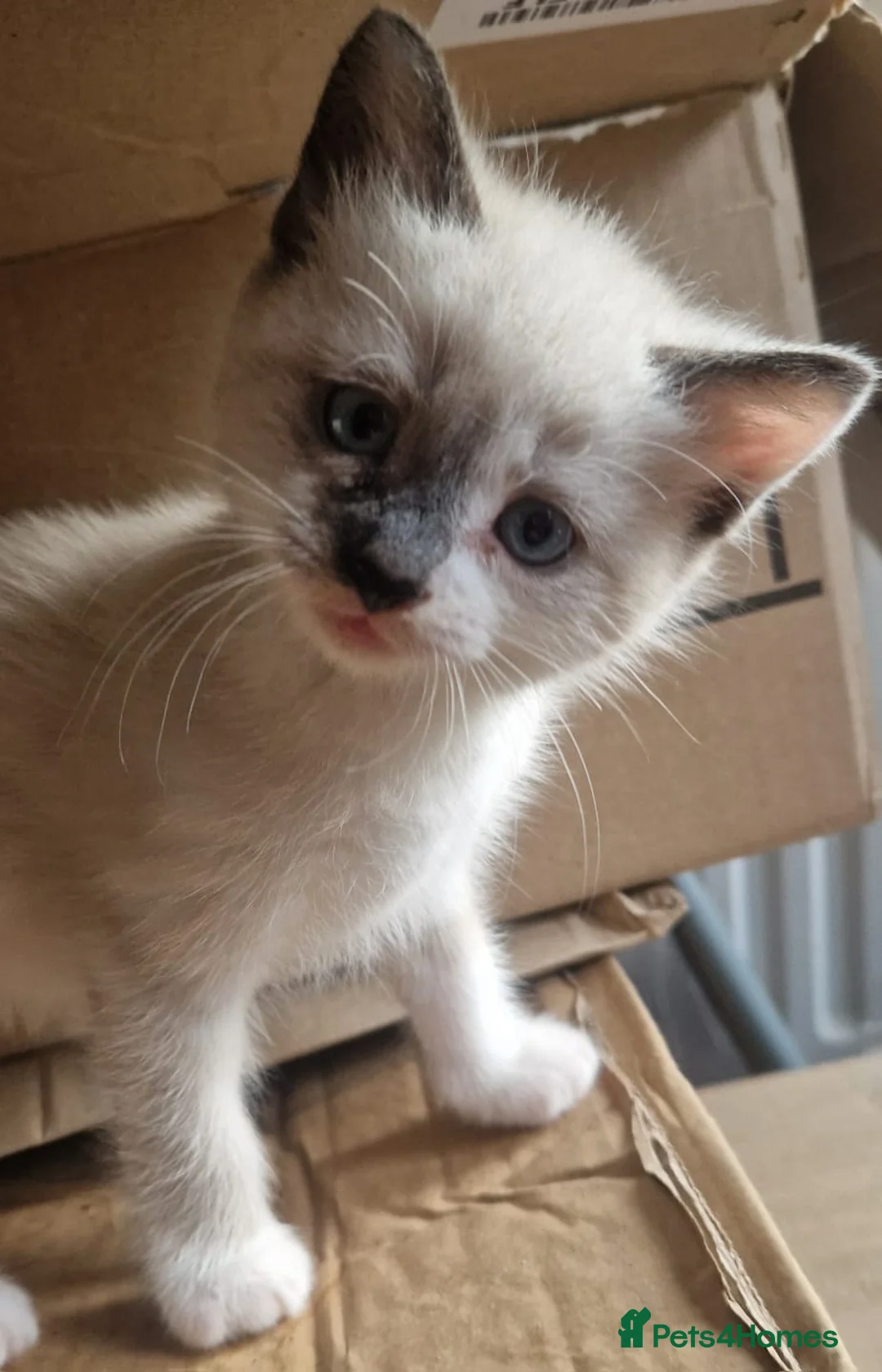 Mixed Breed cats for sale: 2 beautiful male kittens for sale  - Advert 2