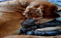 Cocker Spaniel dogs for sale: Stunning cocker spaniels for sale - Image 8