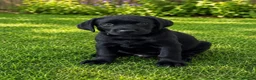 Labrador Retriever dogs for sale: KC Registered Pedigree Labrador Puppies - Advert 11