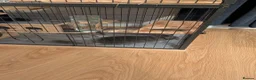 Chinchilla rodents for sale: Violet Male Chinchilla Rambo + Full Setup - Advert 5