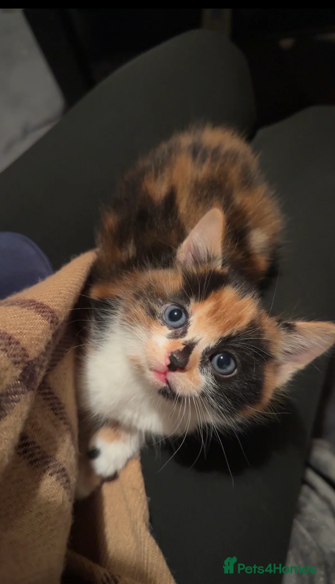 Domestic Shorthair cats for sale: 2 Lovely 7 week old Semi-Long haired girls - Advert 11