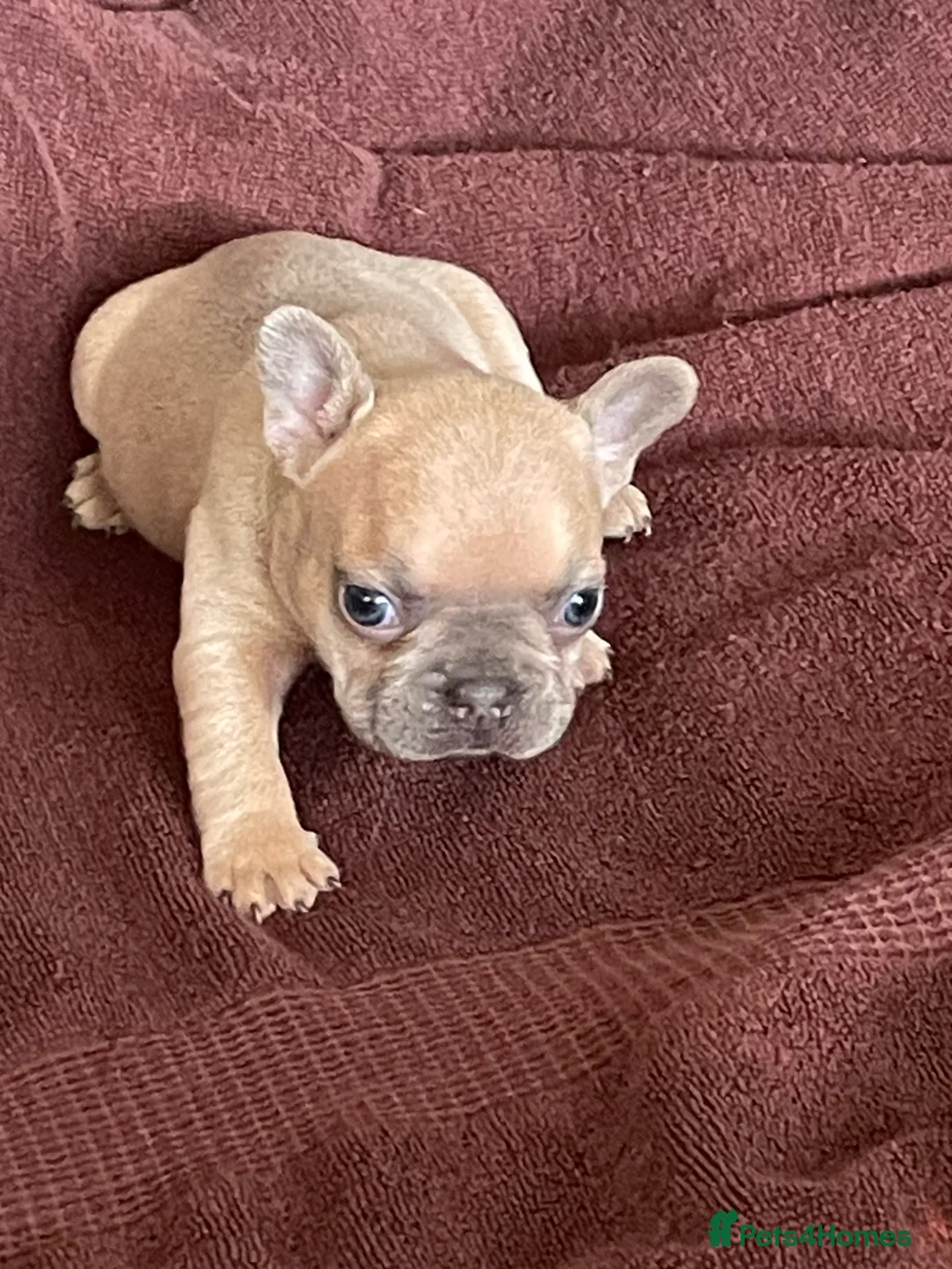 French Bulldog dogs for sale: 11 weeks, cage trained 1 Beautiful French Bulldogs - Advert 26