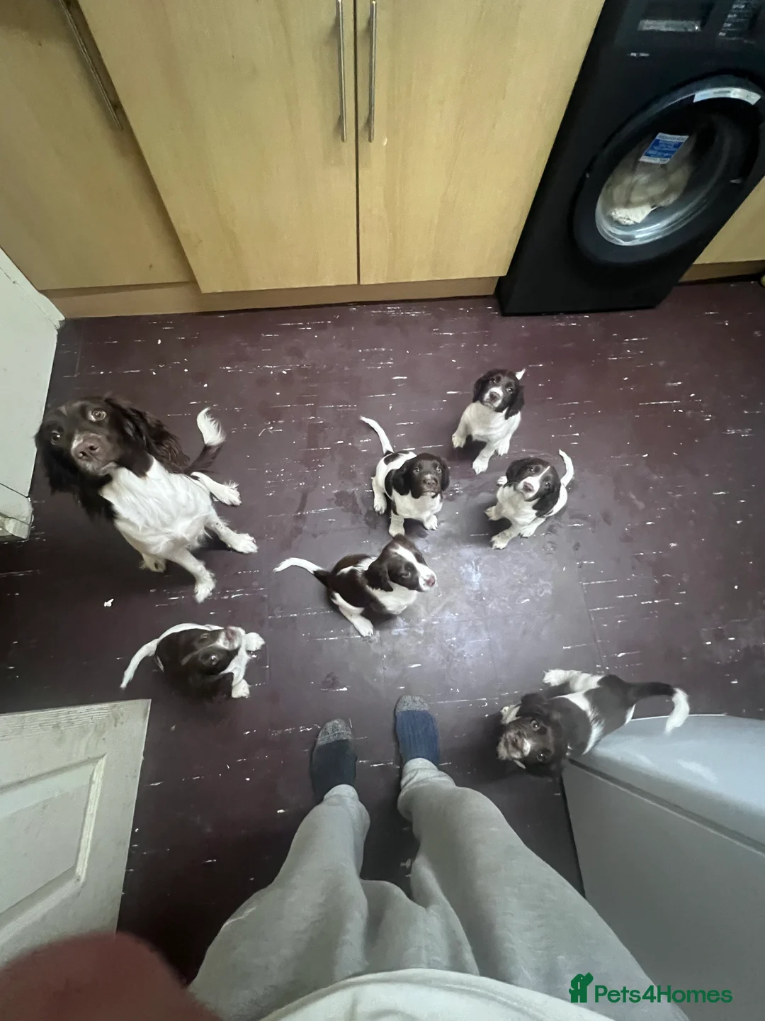 English Springer Spaniel dogs for sale: 2 beautiful liver and white girls  - Advert 2