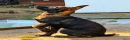 Mixed Breed dogs for sale: 🐶German Shepherd x Dutch Working-Line Puppies 🐶 - Advert 7