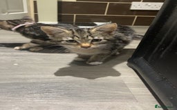 Mixed Breed cats for sale: 4 stunning tabby kittens - Image 18