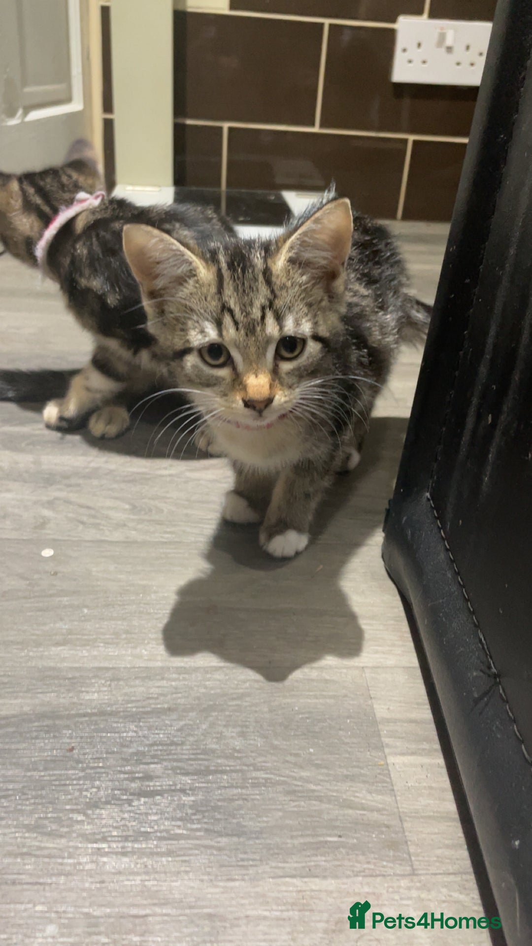 Mixed Breed cats for sale: 4 stunning tabby kittens - Image 18
