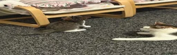 Mixed Breed cats for sale: Mixed breed kittens  in Huddersfield - Advert 7