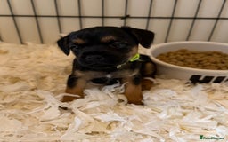 Border Terrier dogs for sale: Beautiful Border Terrier Puppies😍 - Advert 10