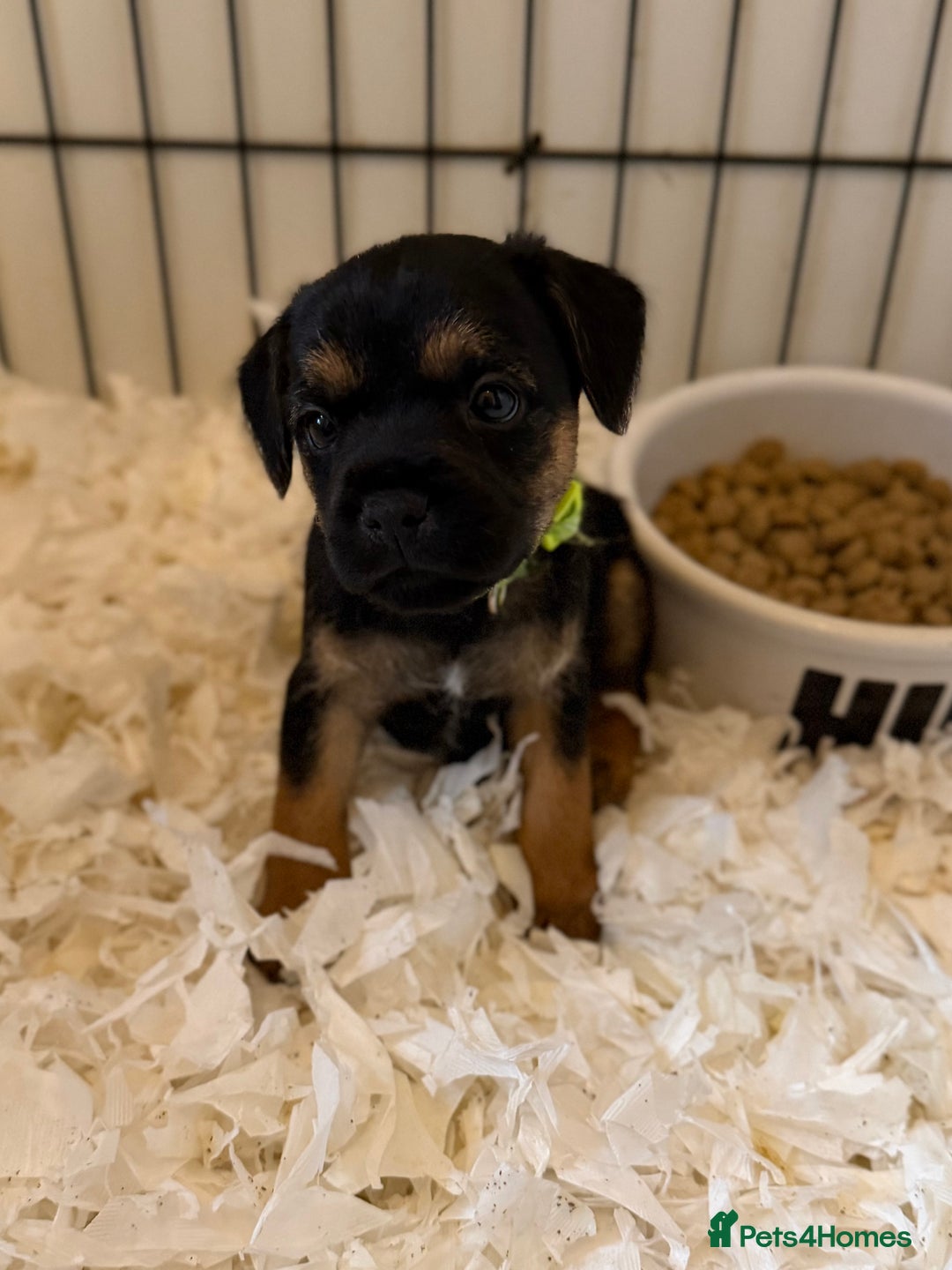 Border Terrier dogs for sale: Beautiful Border Terrier Puppies😍 - Advert 10