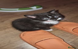Mixed Breed cats for sale: Two kittens looking for forever homes - Image 1