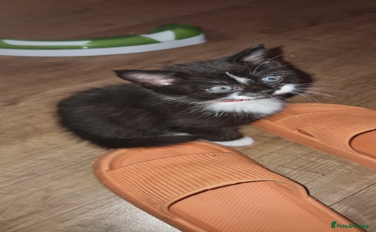 Mixed Breed cats - Advert 2