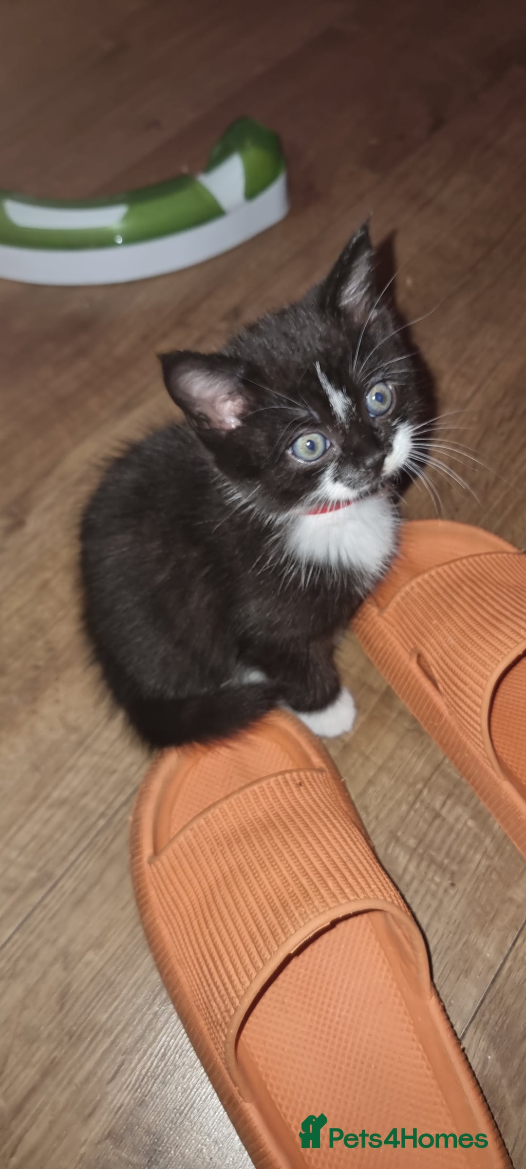 Mixed Breed cats for sale: Two kittens looking for forever homes - Image 1