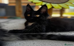 Maine Coon cats for sale: Purr Machines Ready Now - GCCF Reg Maine Coons - Image 22