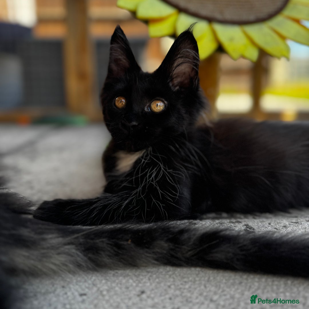 Maine Coon cats for sale: Purr Machines Ready Now - GCCF Reg Maine Coons - Image 22