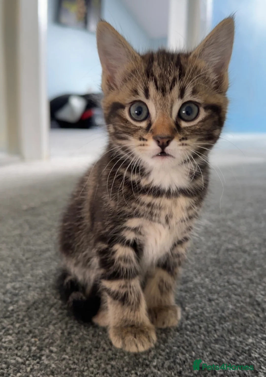 Mixed Breed cats for sale: Stunning Tabby kittens  - Advert 2