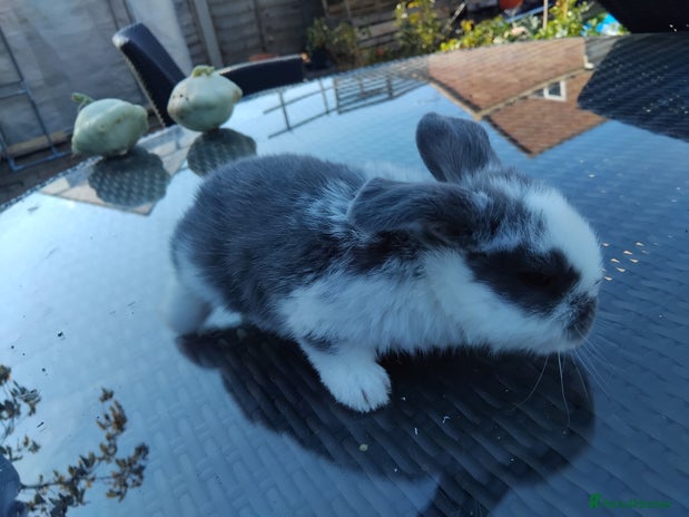 Mini Lop rabbits - Advert 12