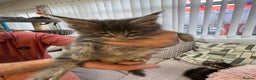 Maine Coon cats for sale: Adorable pedigree Maine coon kittens - Advert 2
