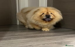Chow Chow dogs for sale: Female looking for new home  - Advert 4
