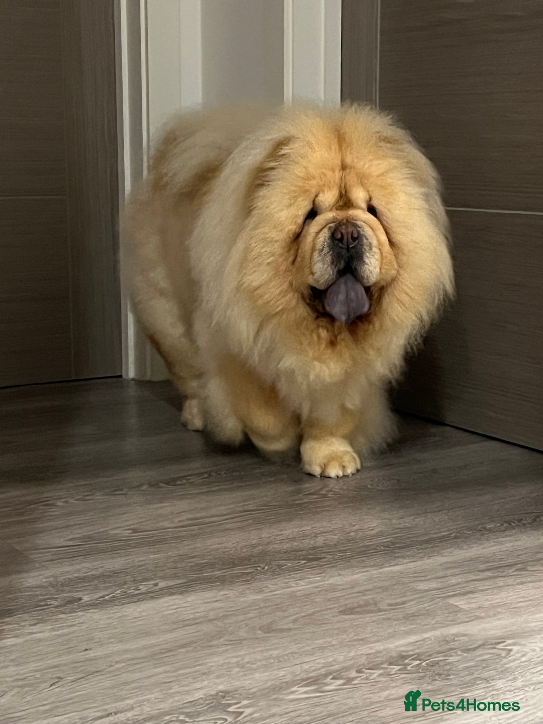 Chow Chow dogs for sale: Female looking for new home  - Advert 4