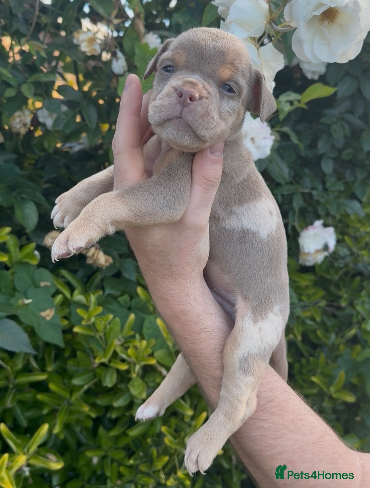 Olde English Bulldogge dogs 7 old tyme bulldog puppies available  - Advert 2